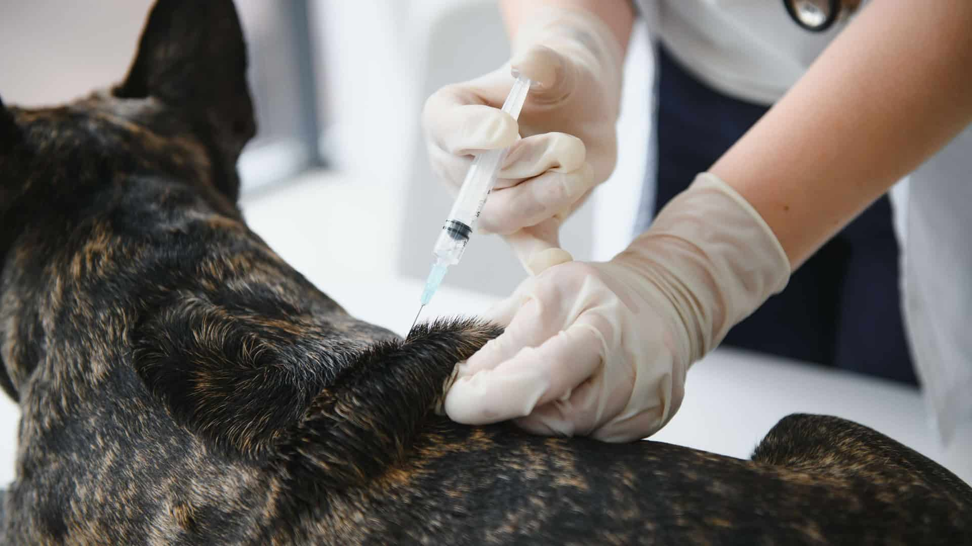 Cachorro recebendo aplicação de injeção por mão com luva.